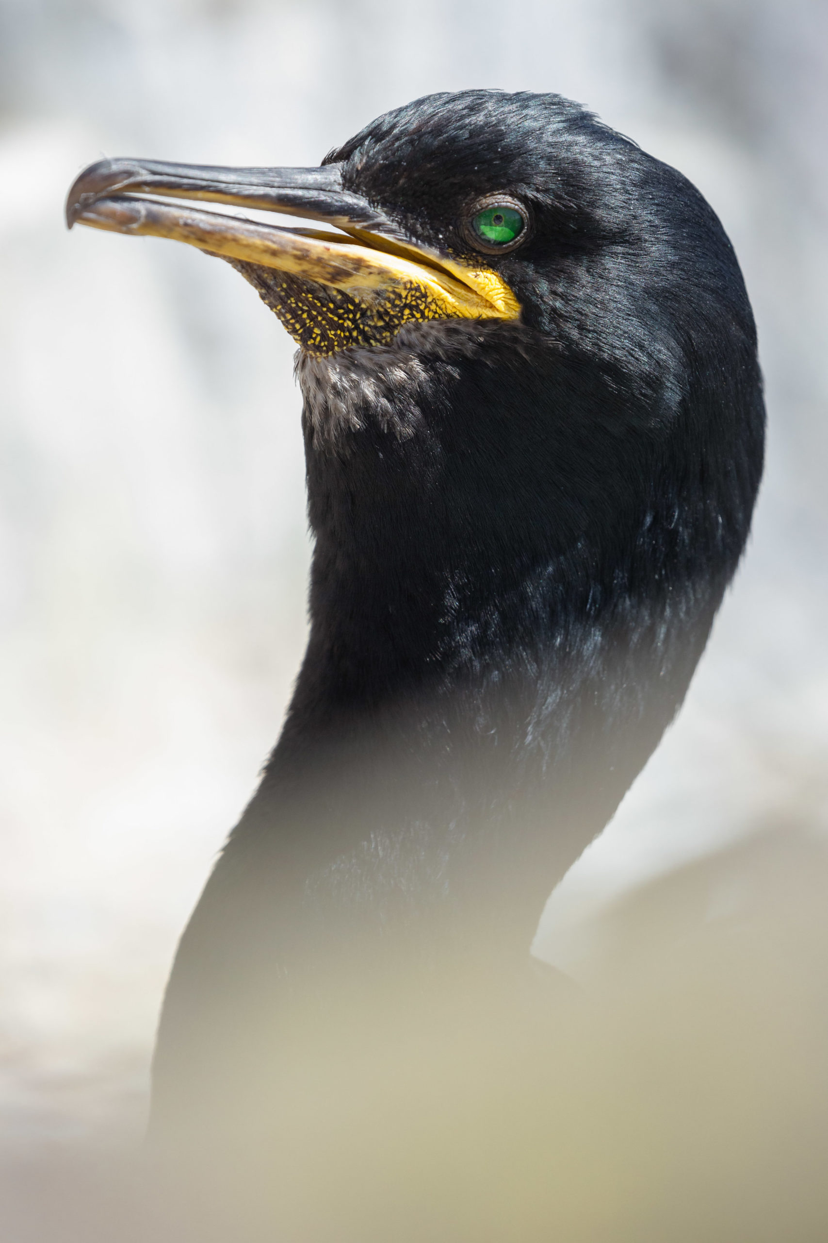 Shag seabird portrait